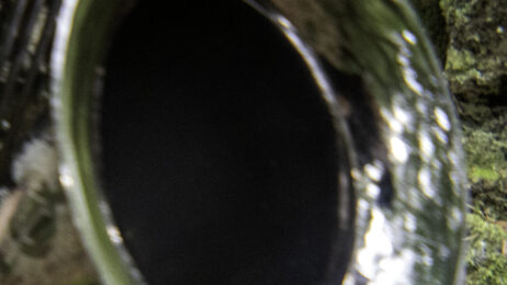 Luís Senra: Pharoson