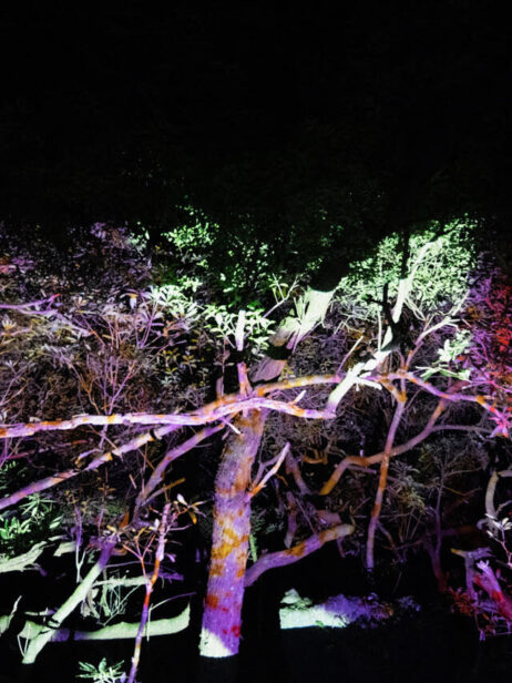 As Memórias de Laura Silva de Pedro PMDS