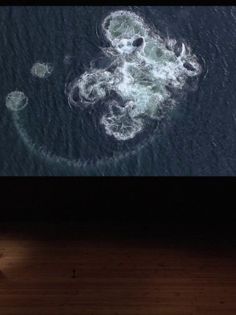 All you need is Plankton