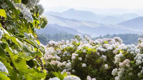 Os Açores – um jardim sobre o Atlântico