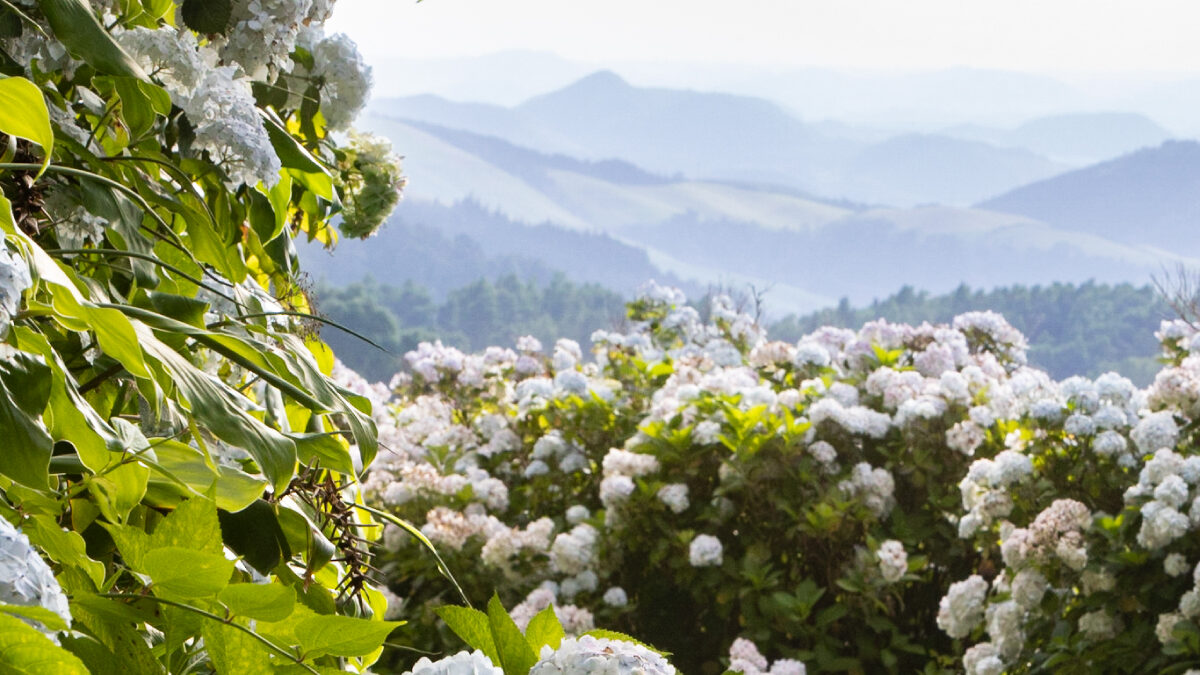 Os Açores – um jardim sobre o Atlântico