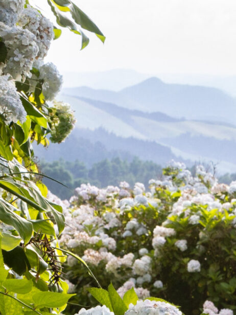 Os Açores – um jardim sobre o Atlântico